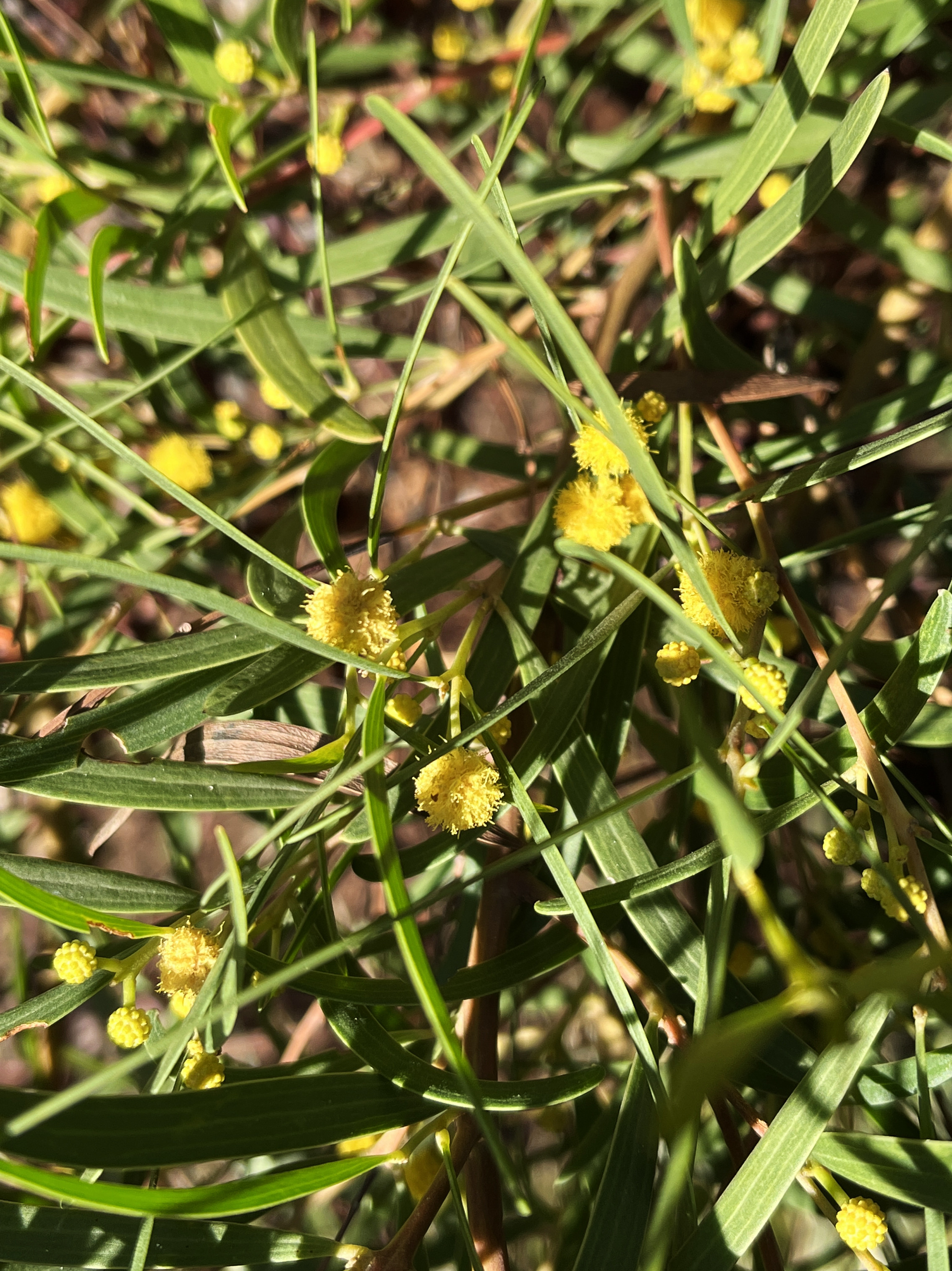 Acacia cyclops