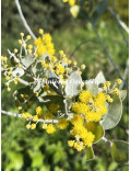 Acacia podalyriifolia syn. moutteana