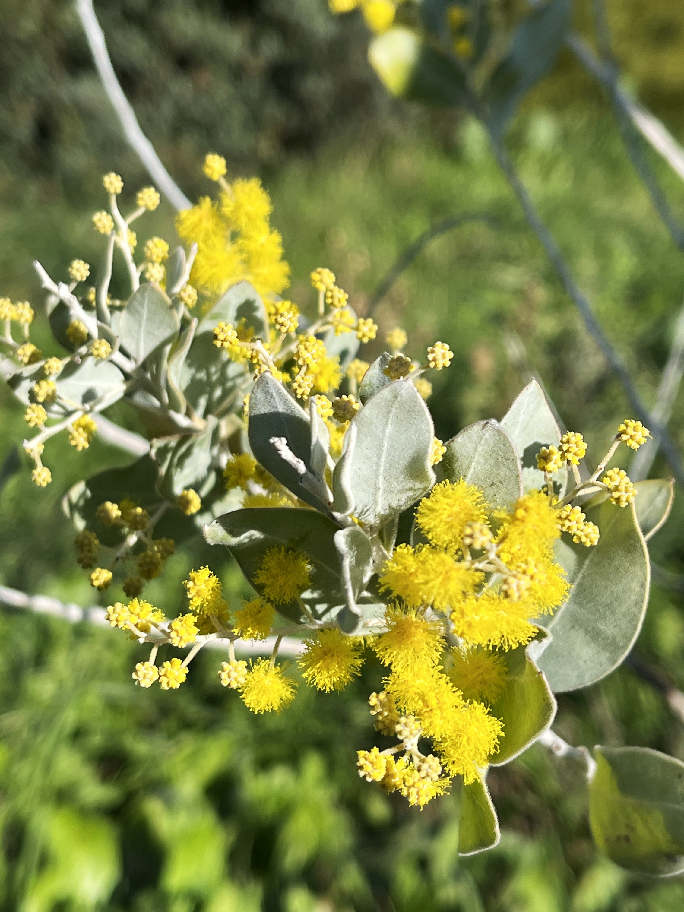 Acacia podalyriifolia syn. moutteana