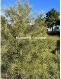 Acacia harveyi