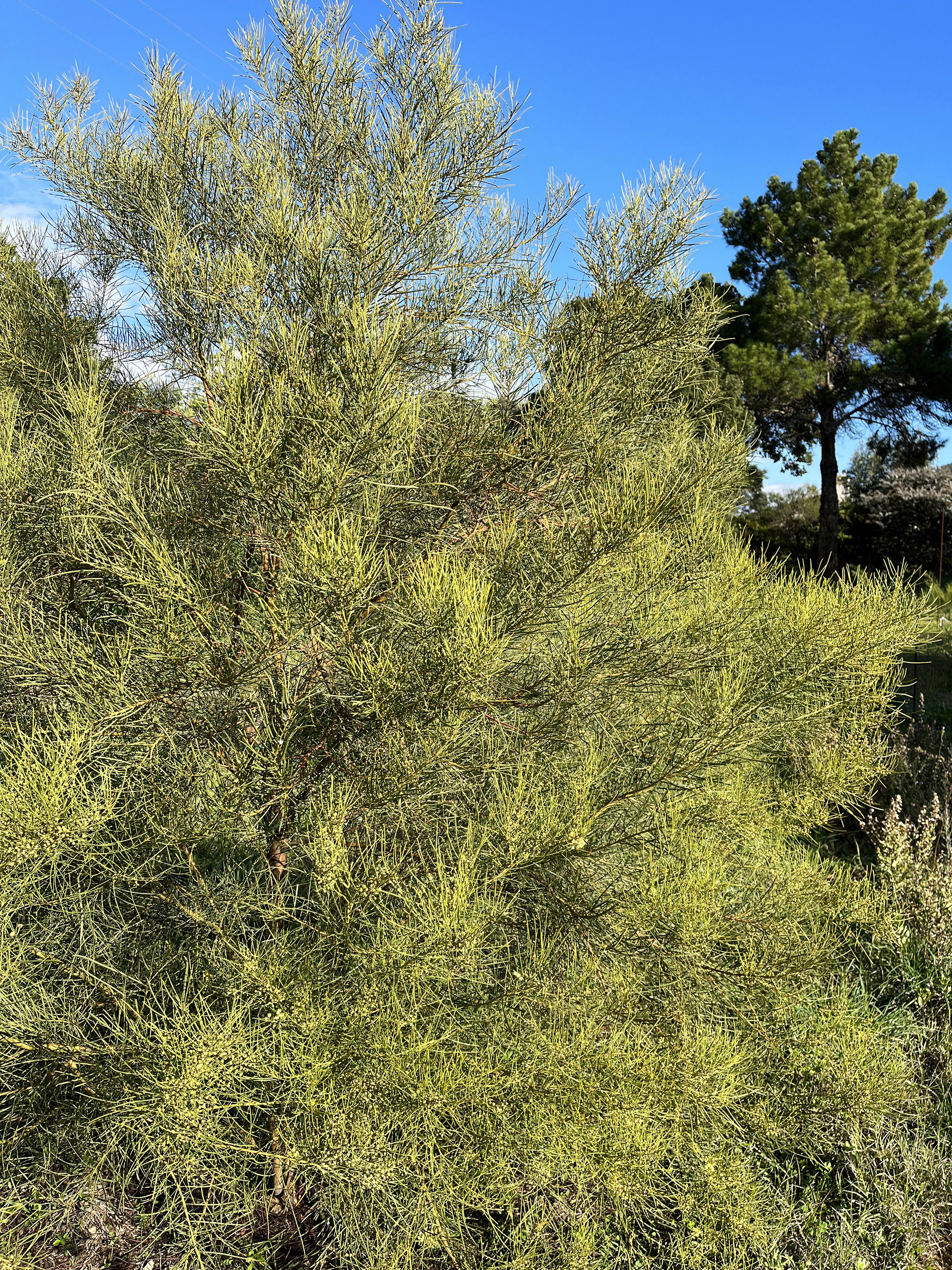 Acacia harveyi
