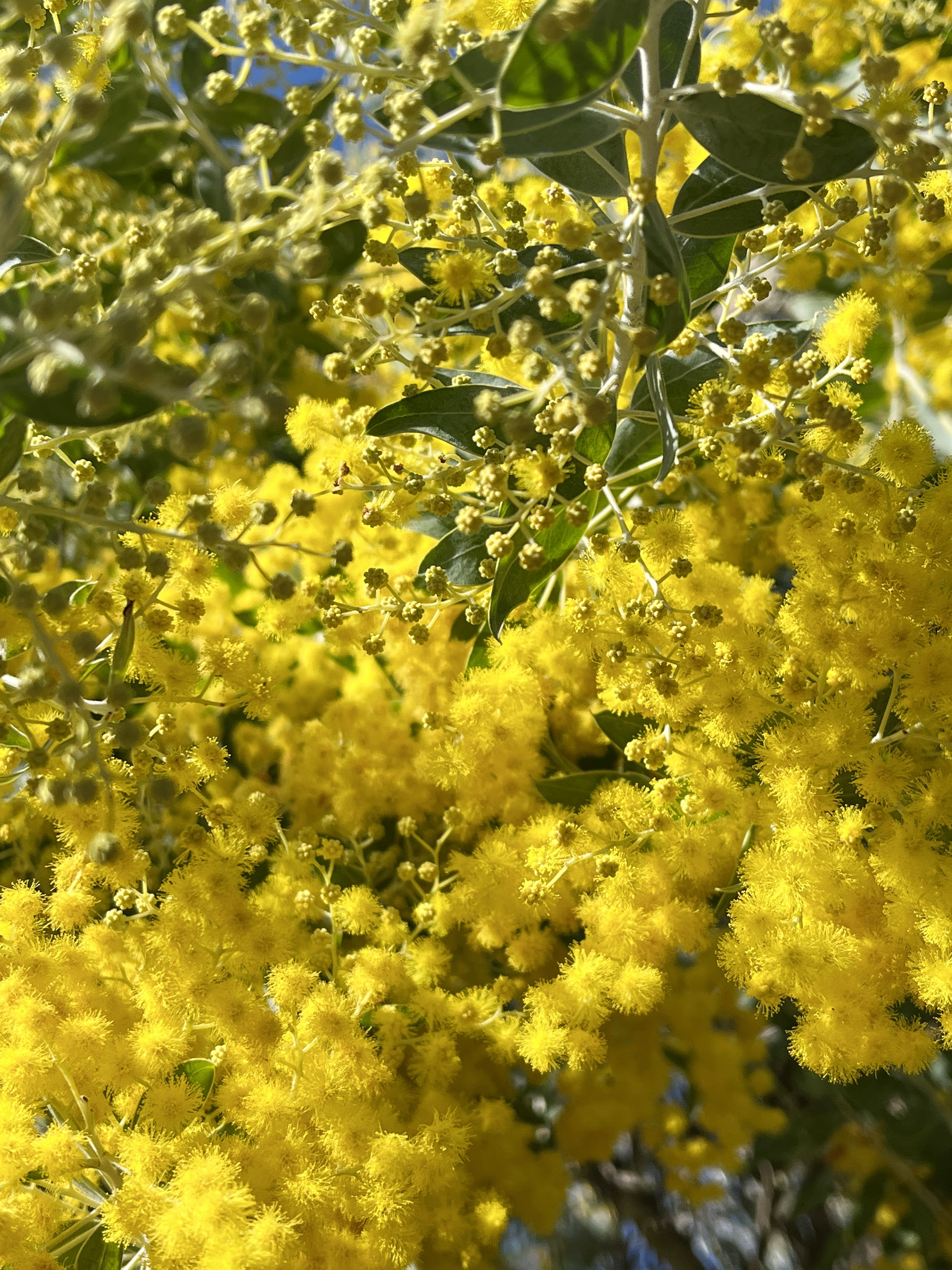 Acacia podalyriifolia syn. moutteana