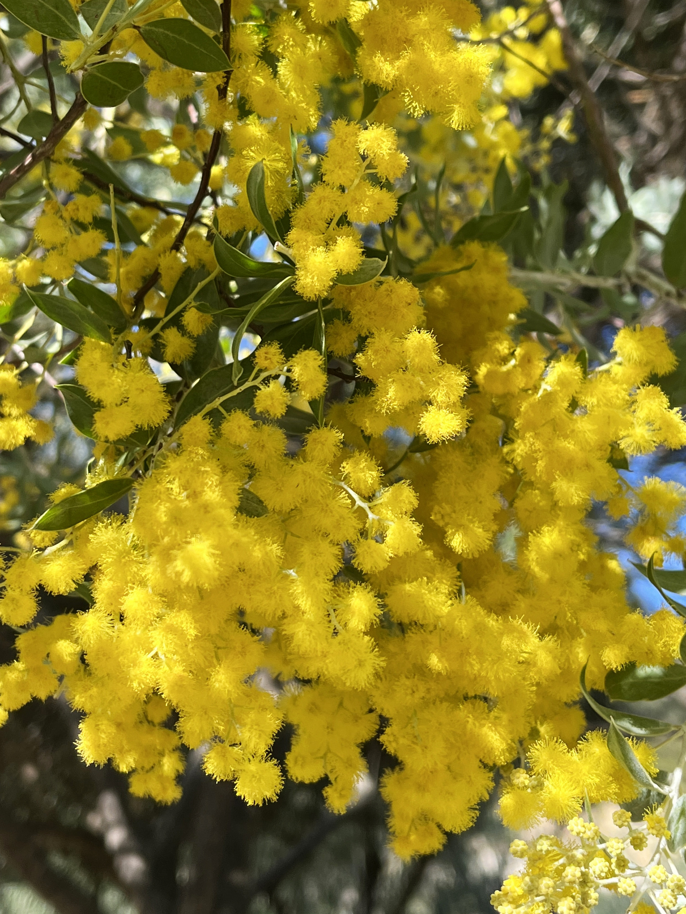 Acacia podalyriifolia syn. moutteana