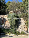 Acacia baileyana 'Prostrate'