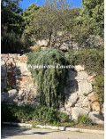 Acacia baileyana 'Prostrate'