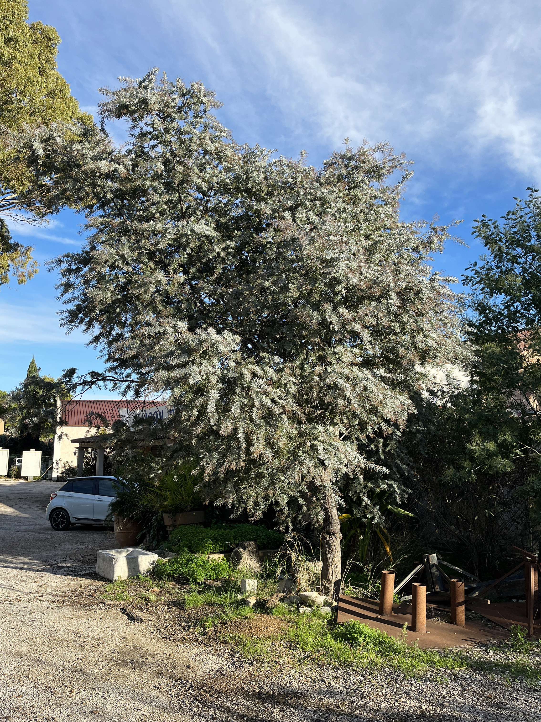 Acacia baileyana var. purpurea