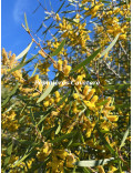 Acacia longifolia