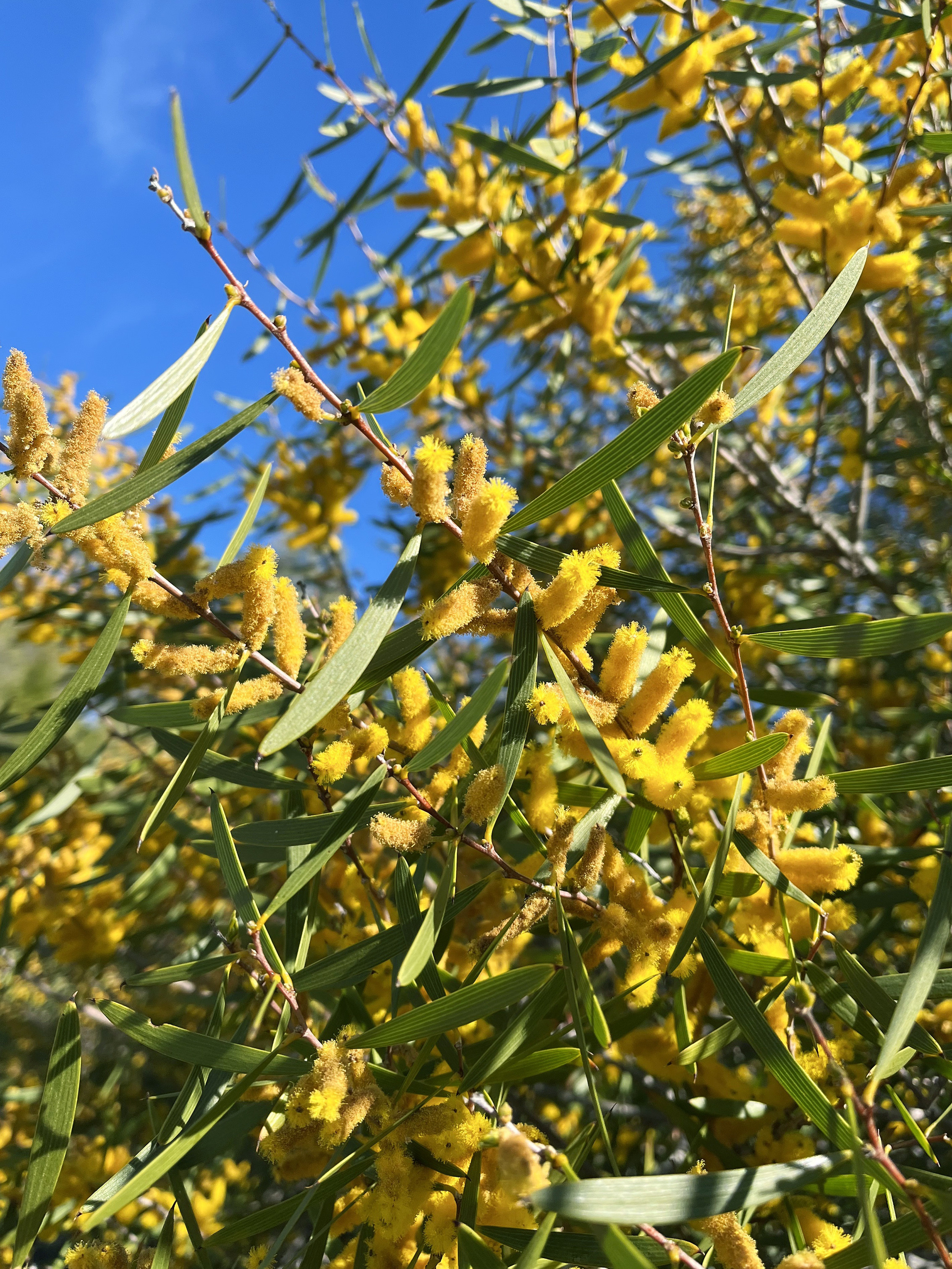 Acacia longifolia