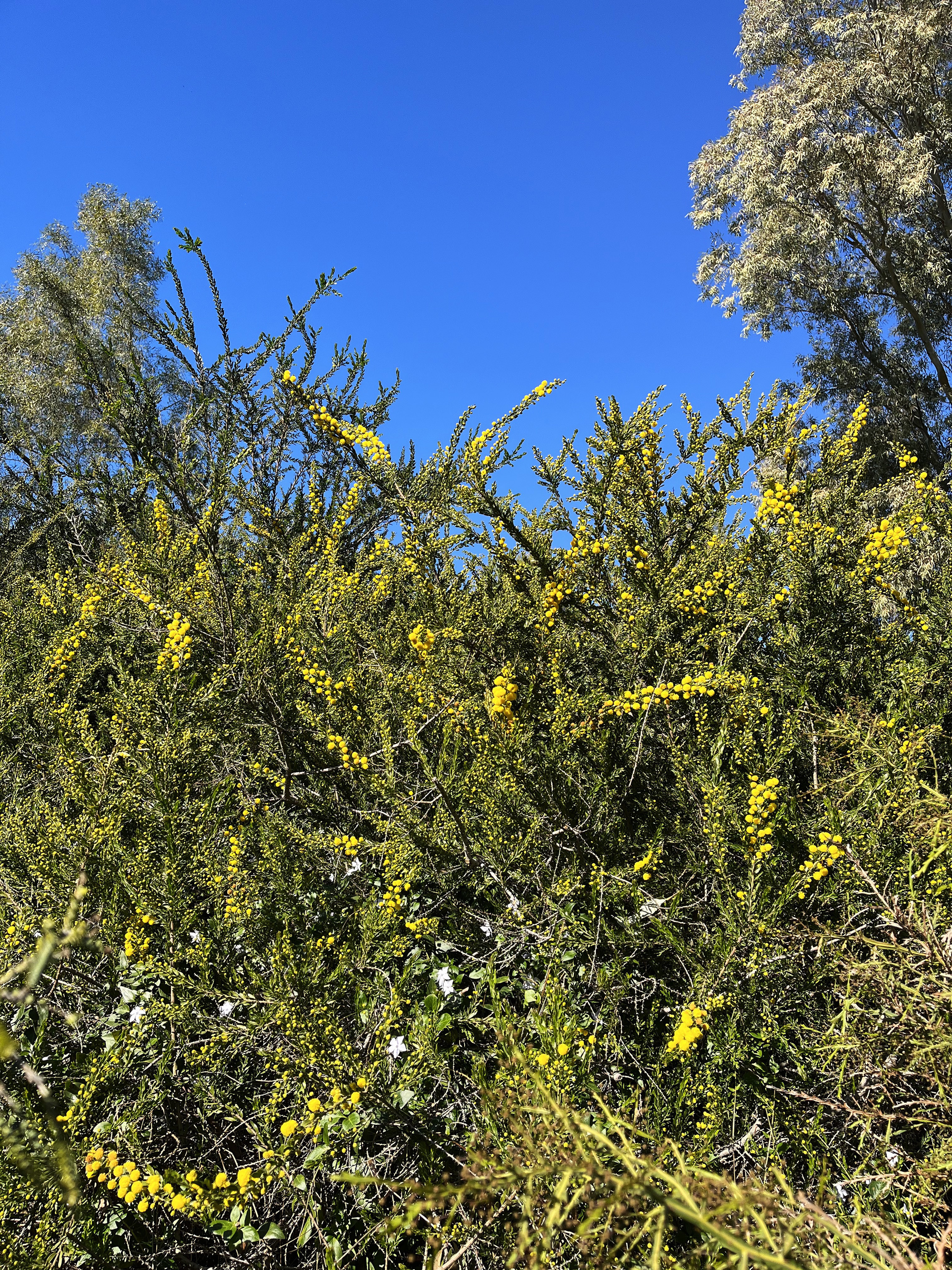 Acacia uncinata