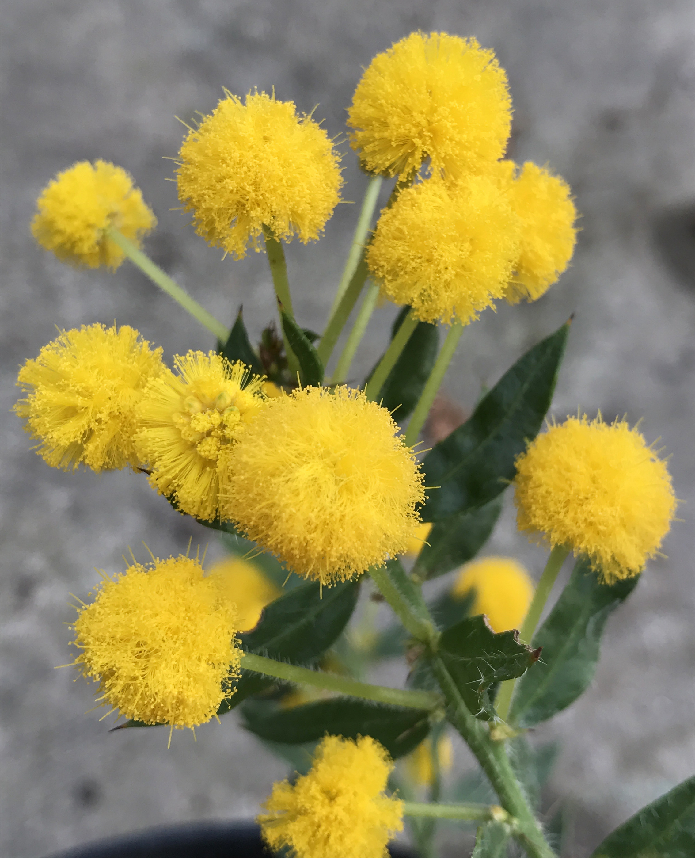 Acacia uncinata