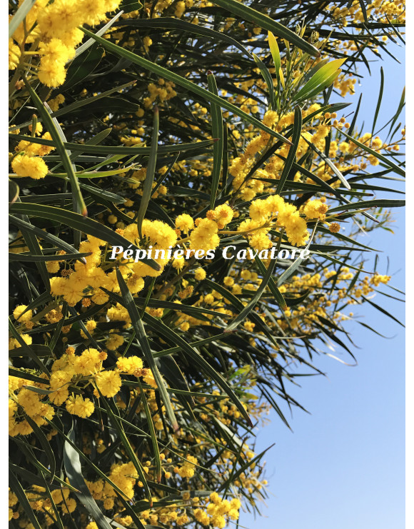 Acacia saligna syn. cyanophylla