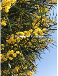 Acacia saligna syn. cyanophylla