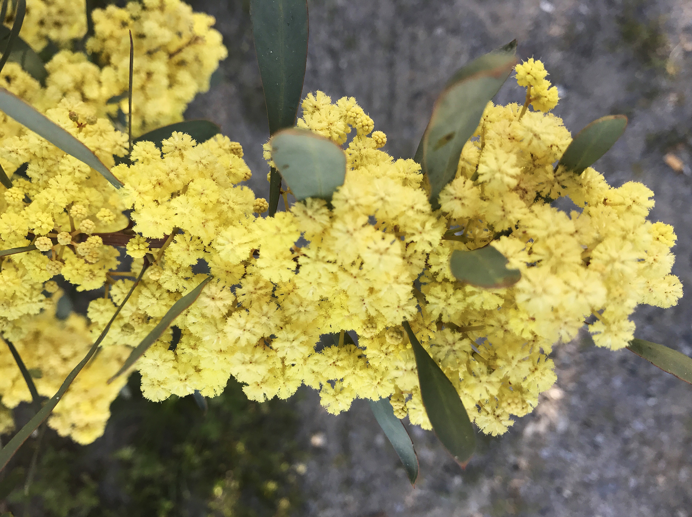 Acacia retinodes 'Glauca'