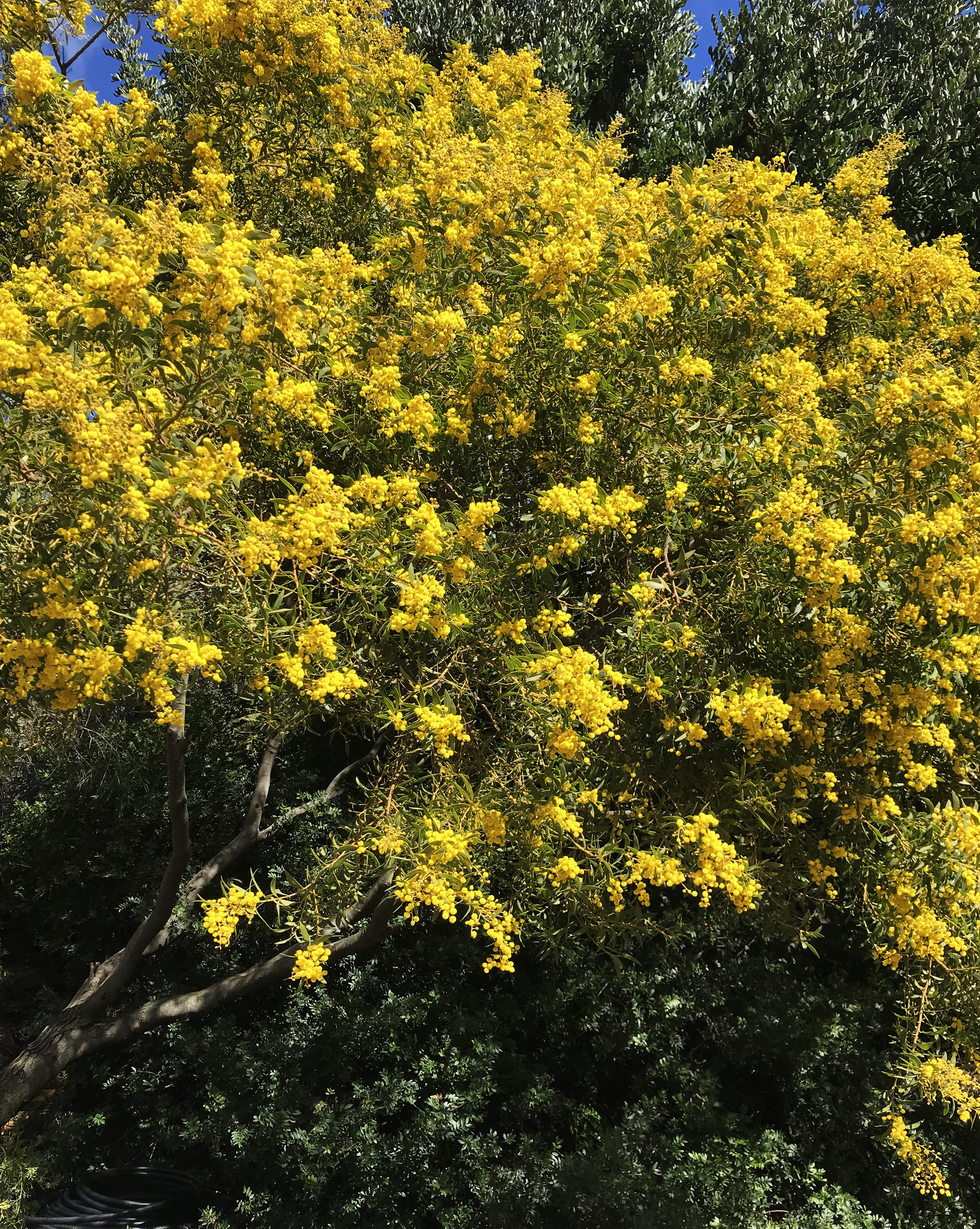 Acacia amoena