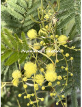 Acacia deanei