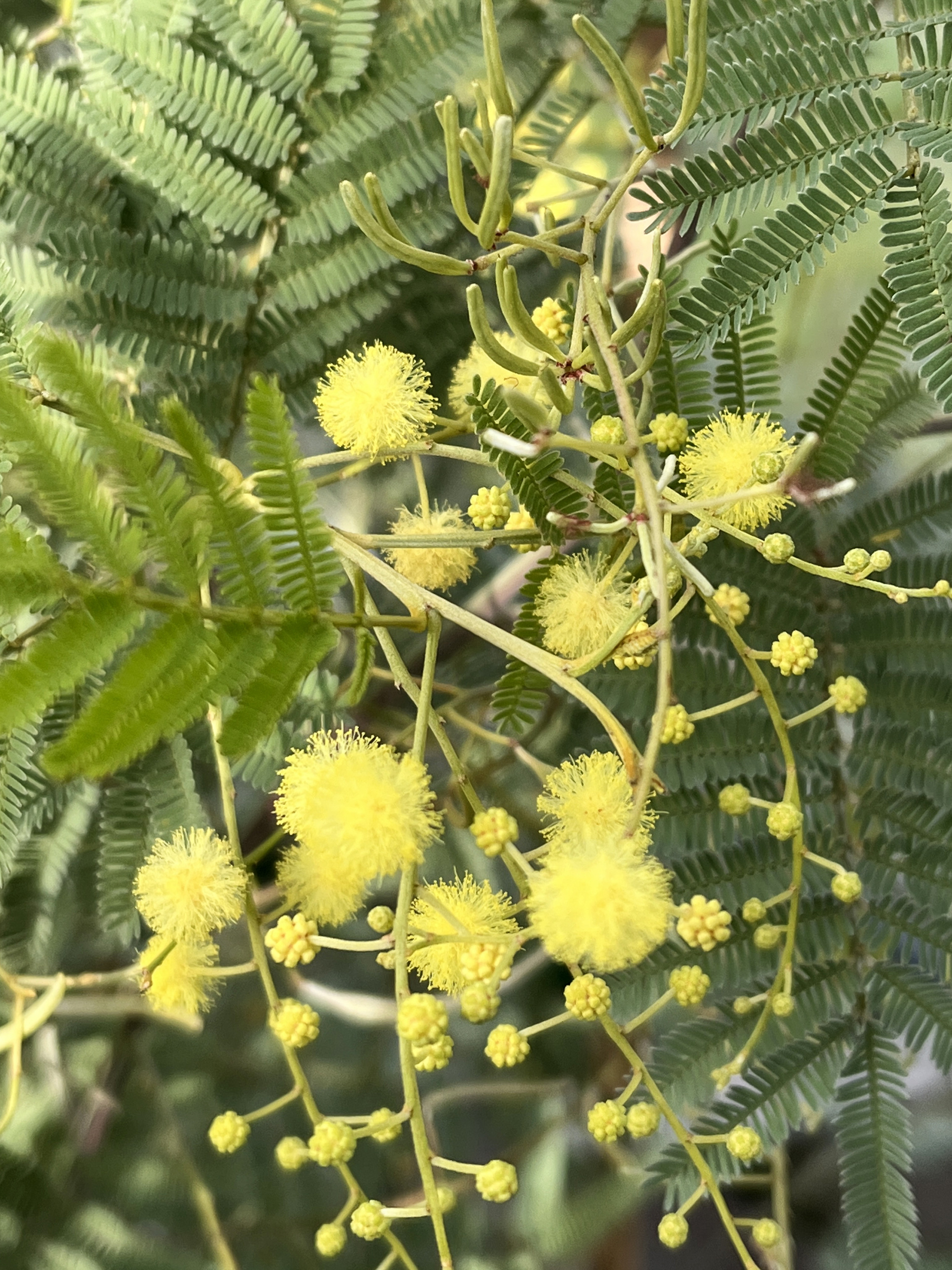 Acacia deanei