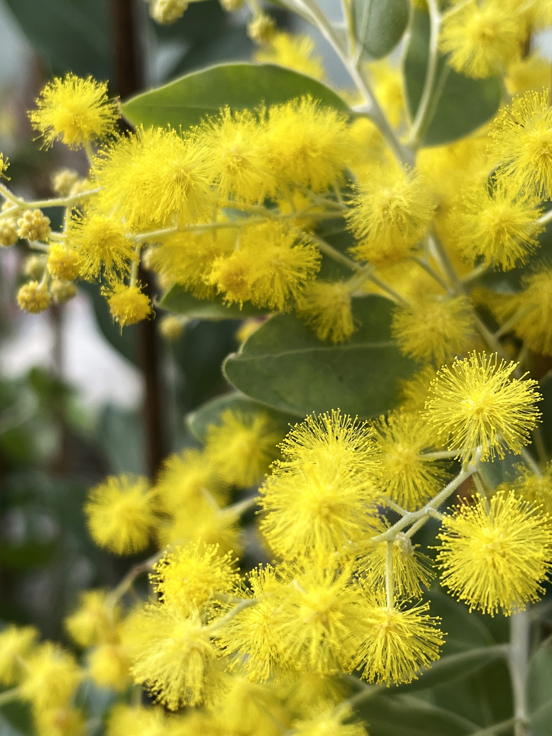 Acacia podalyriifolia syn. moutteana