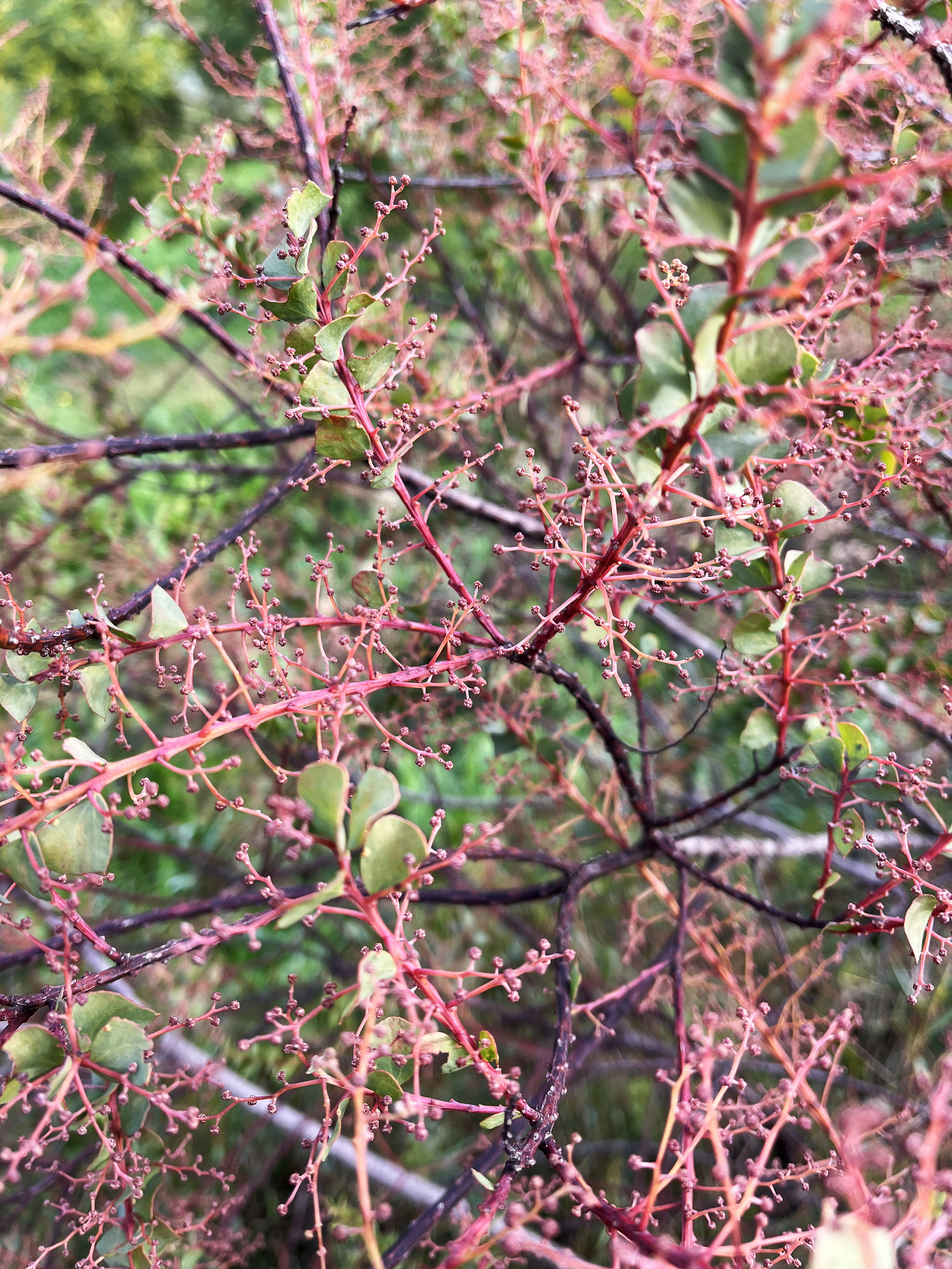 Acacia pravissima 'Red Tips'