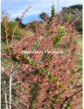 Acacia pravissima 'Red tips'