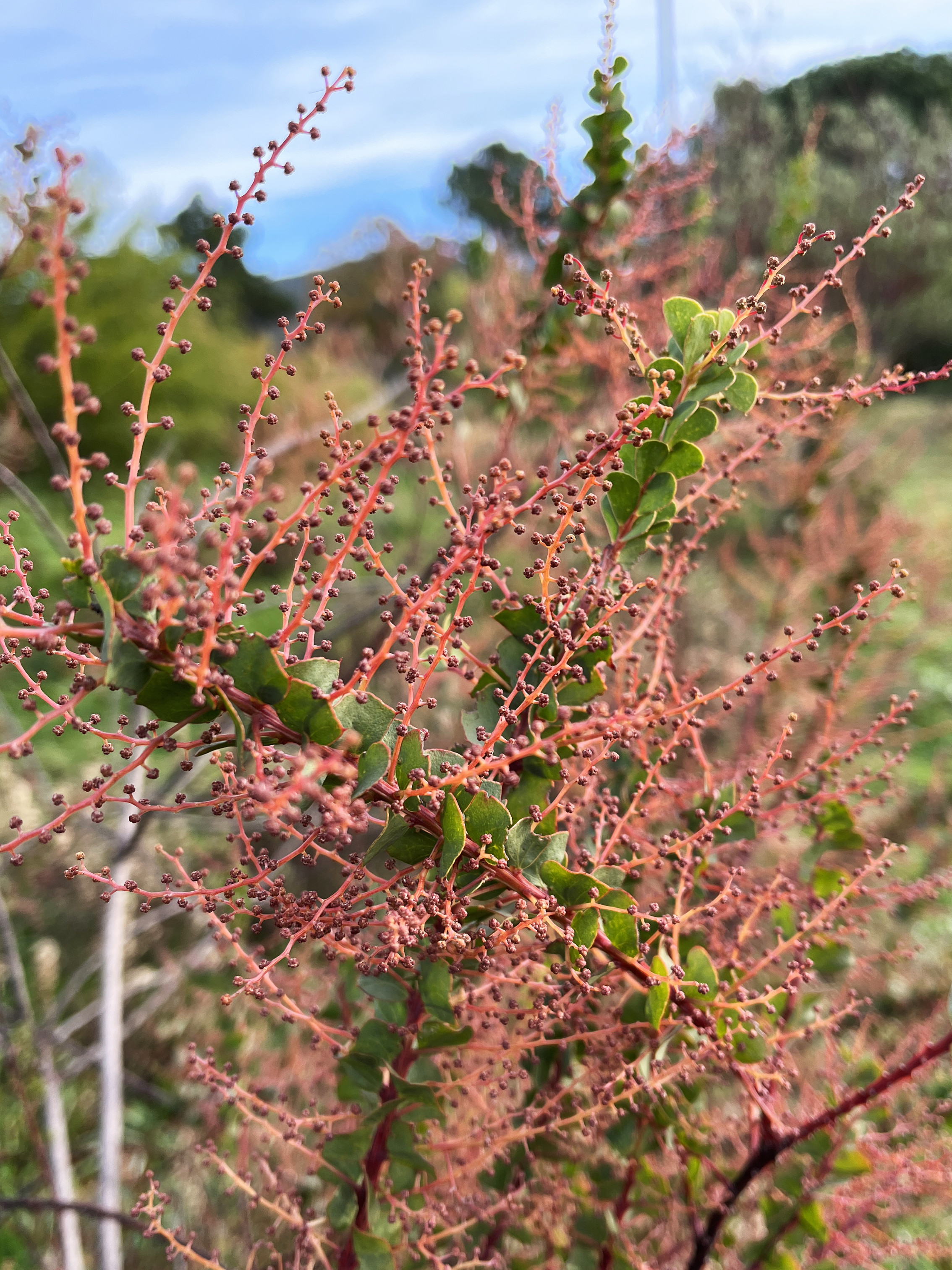 Acacia pravissima 'Red Tips'