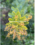 Acacia baileyana var. aurea