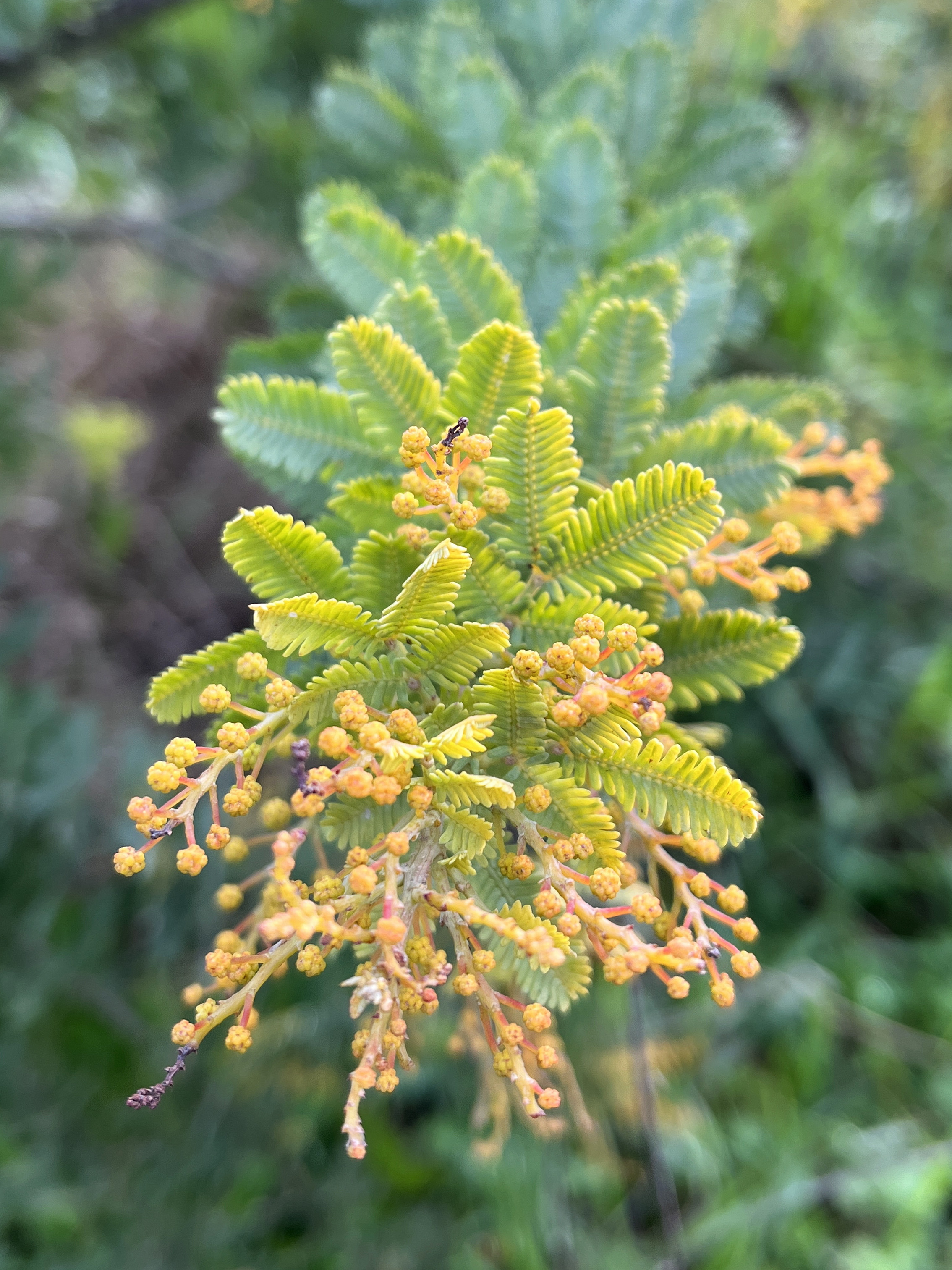 Acacia baileyana var. aurea