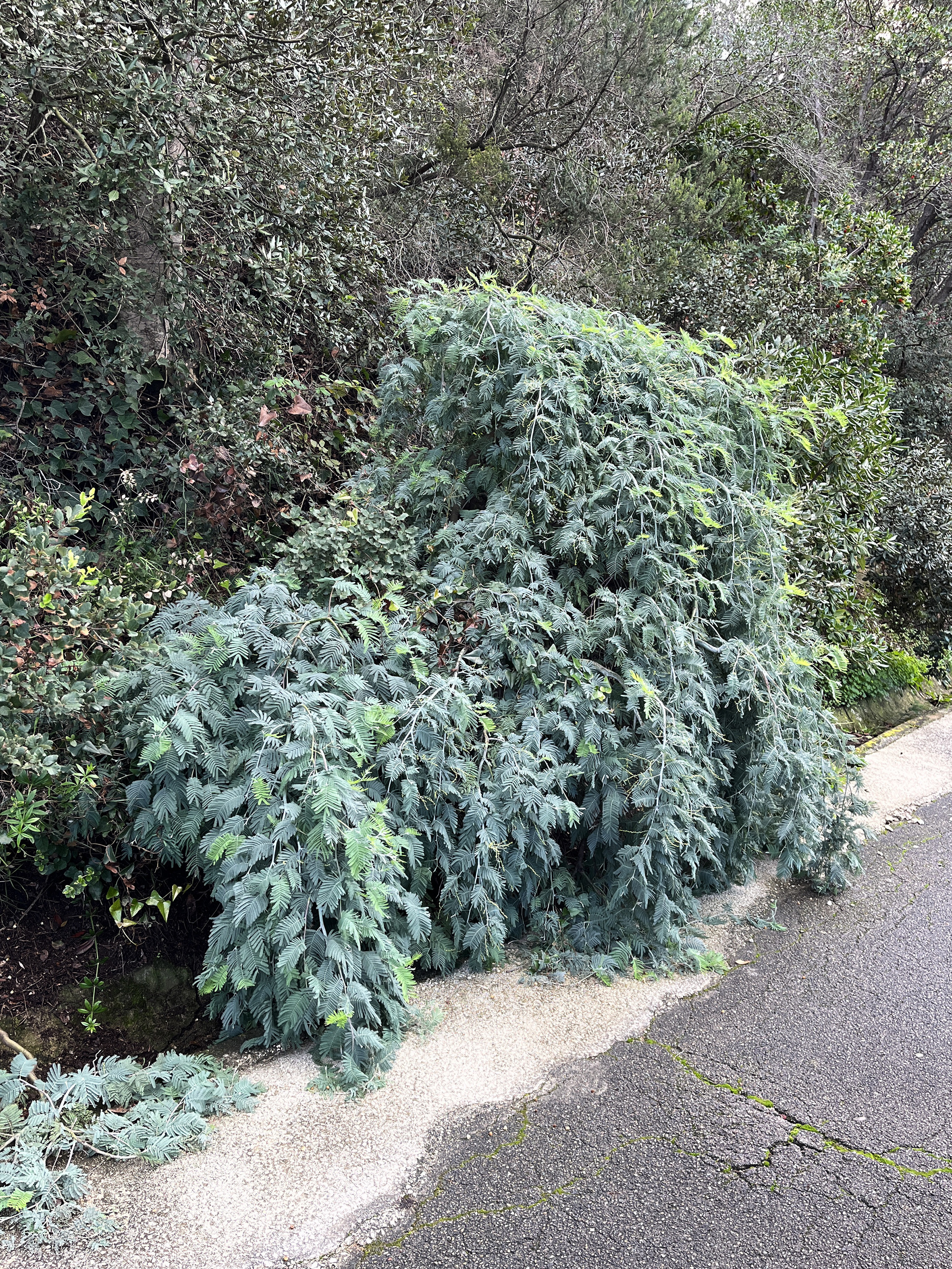 Acacia dealbata 'Pendula' 1/2 tige