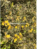 Acacia aspera