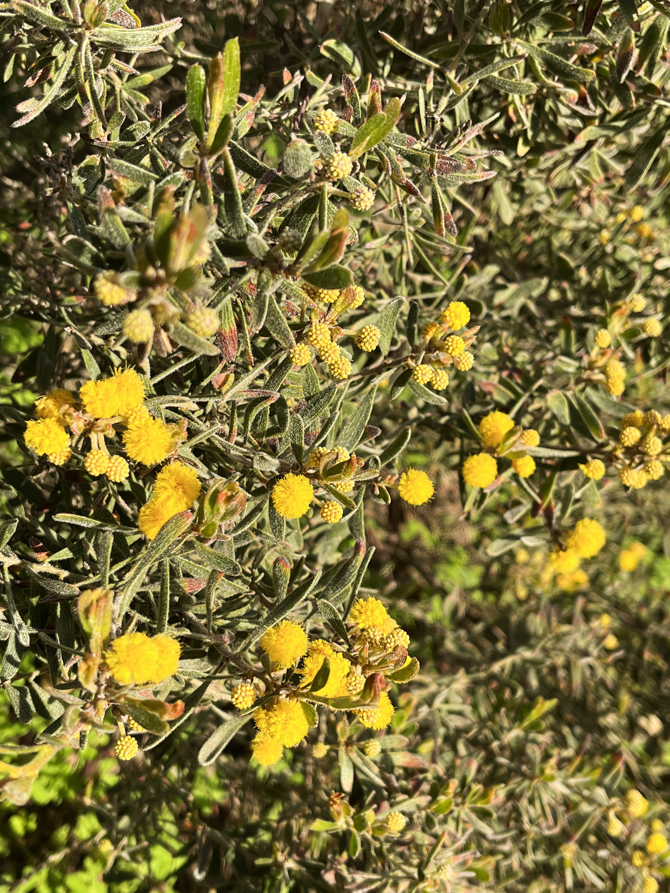 Acacia aspera