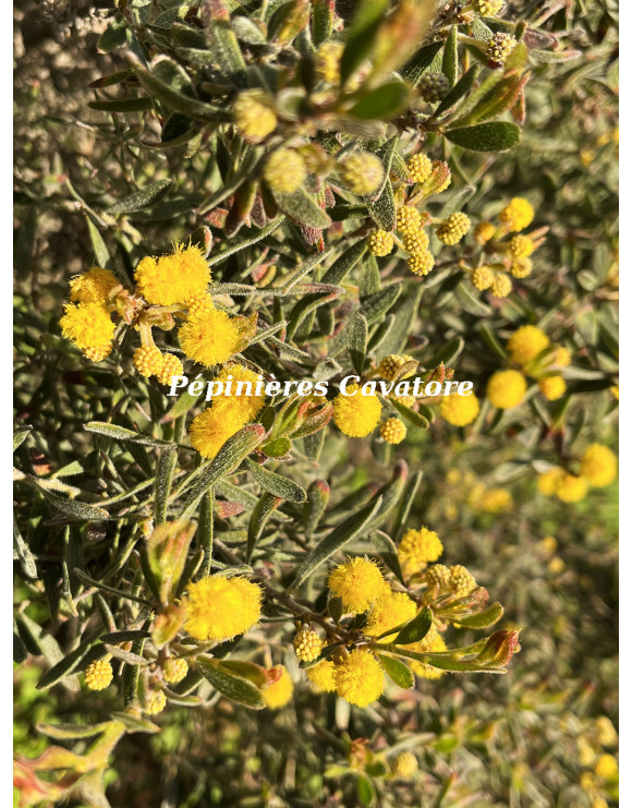 Acacia aspera