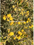 Acacia aspera
