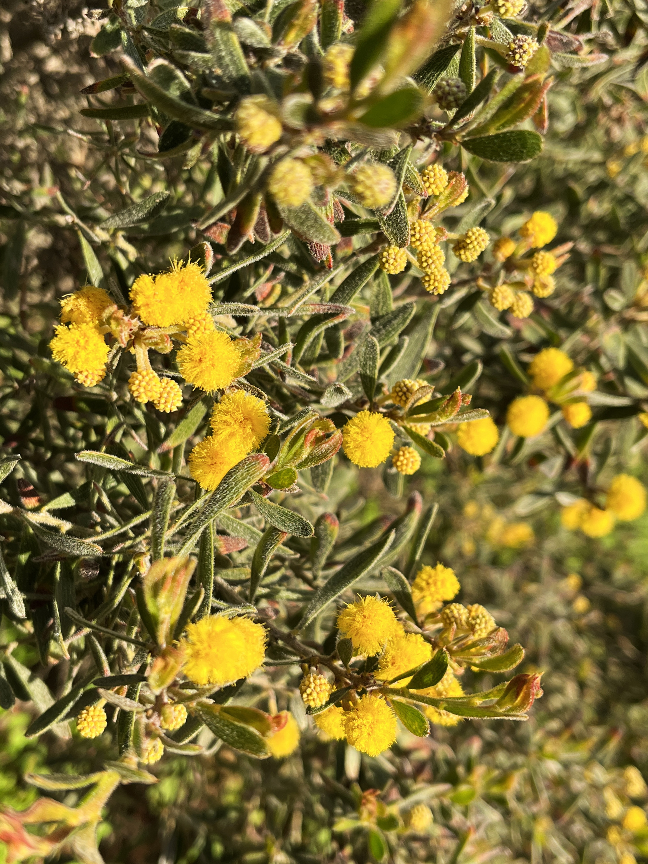 Acacia aspera