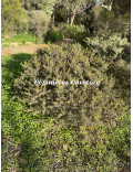 Acacia aspera