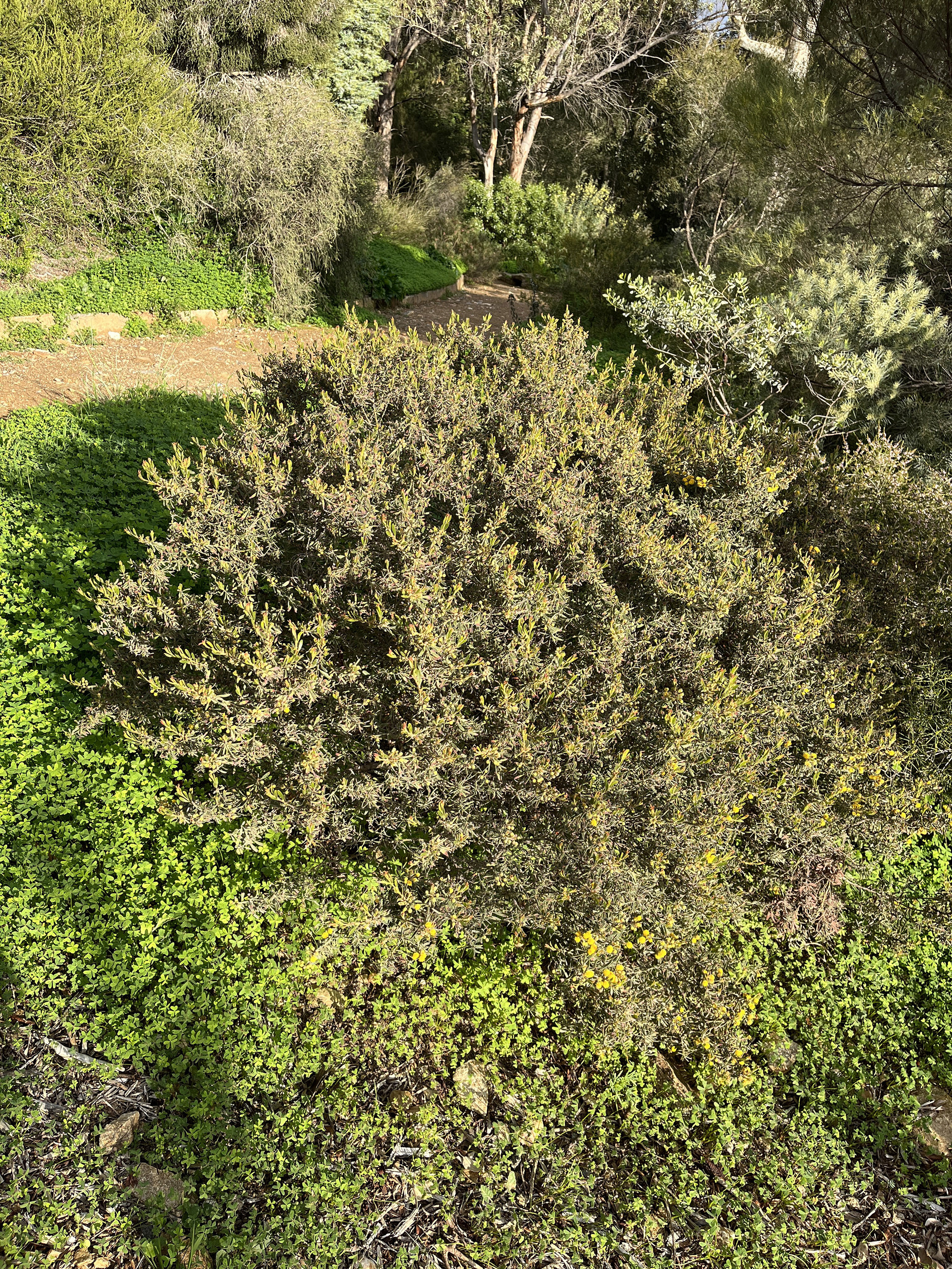 Acacia aspera