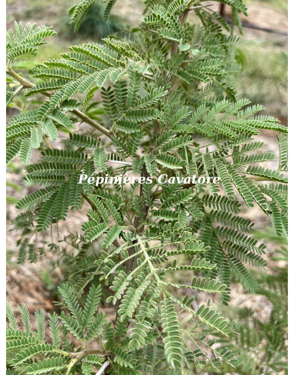 Acacia exuvialis