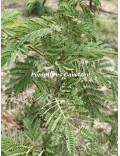 Acacia exuvialis