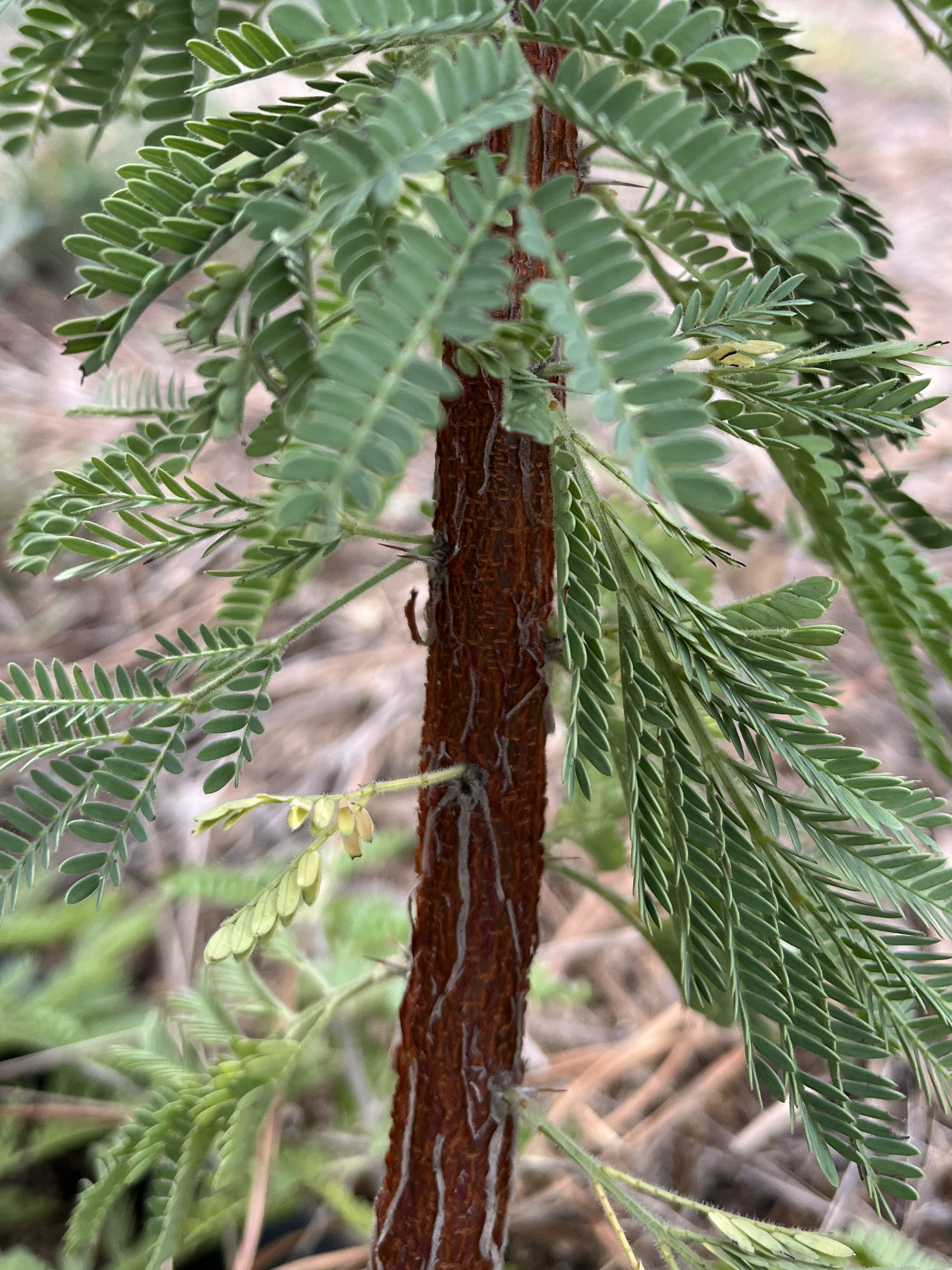 Acacia exuvialis