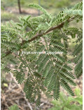 Acacia exuvialis