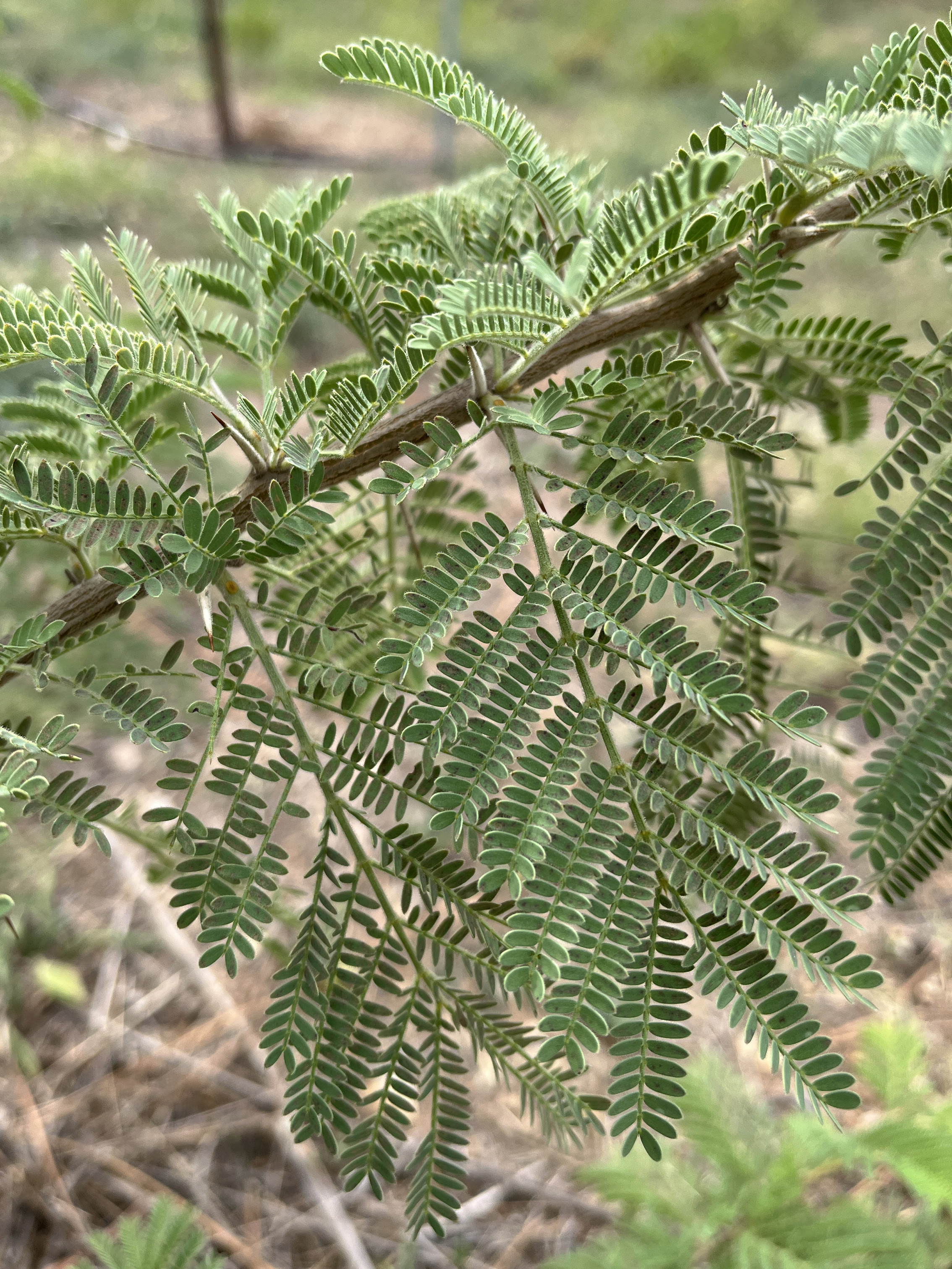 Acacia exuvialis