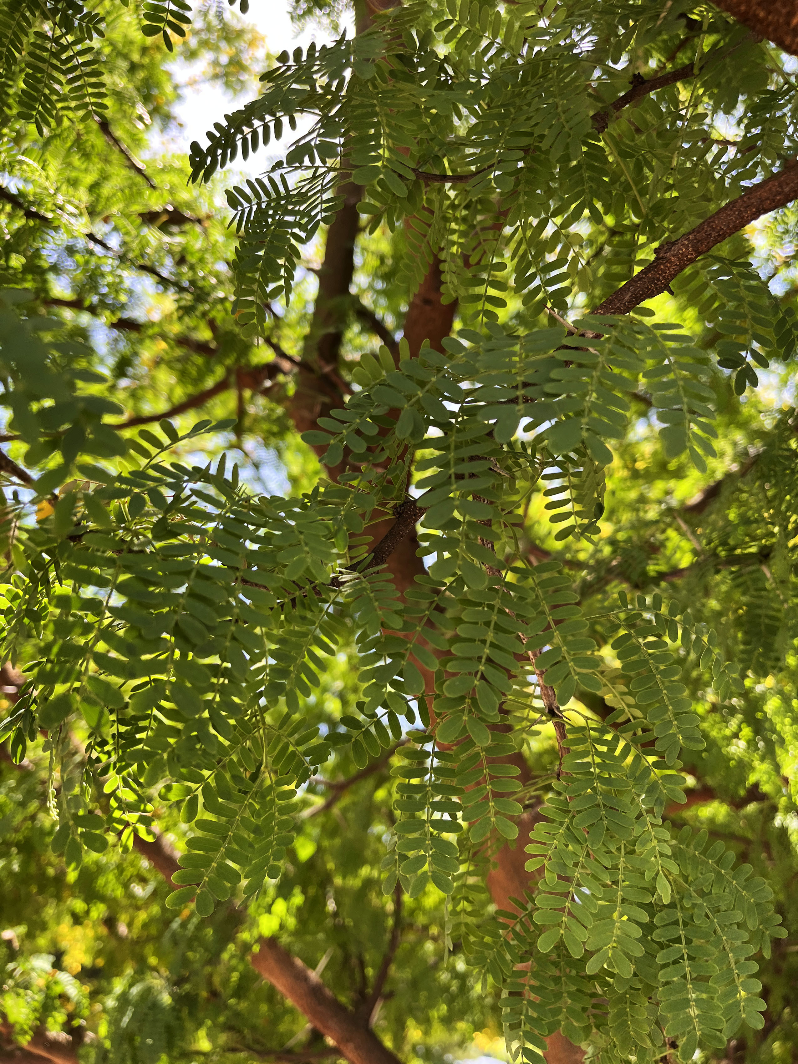 Acacia seyal