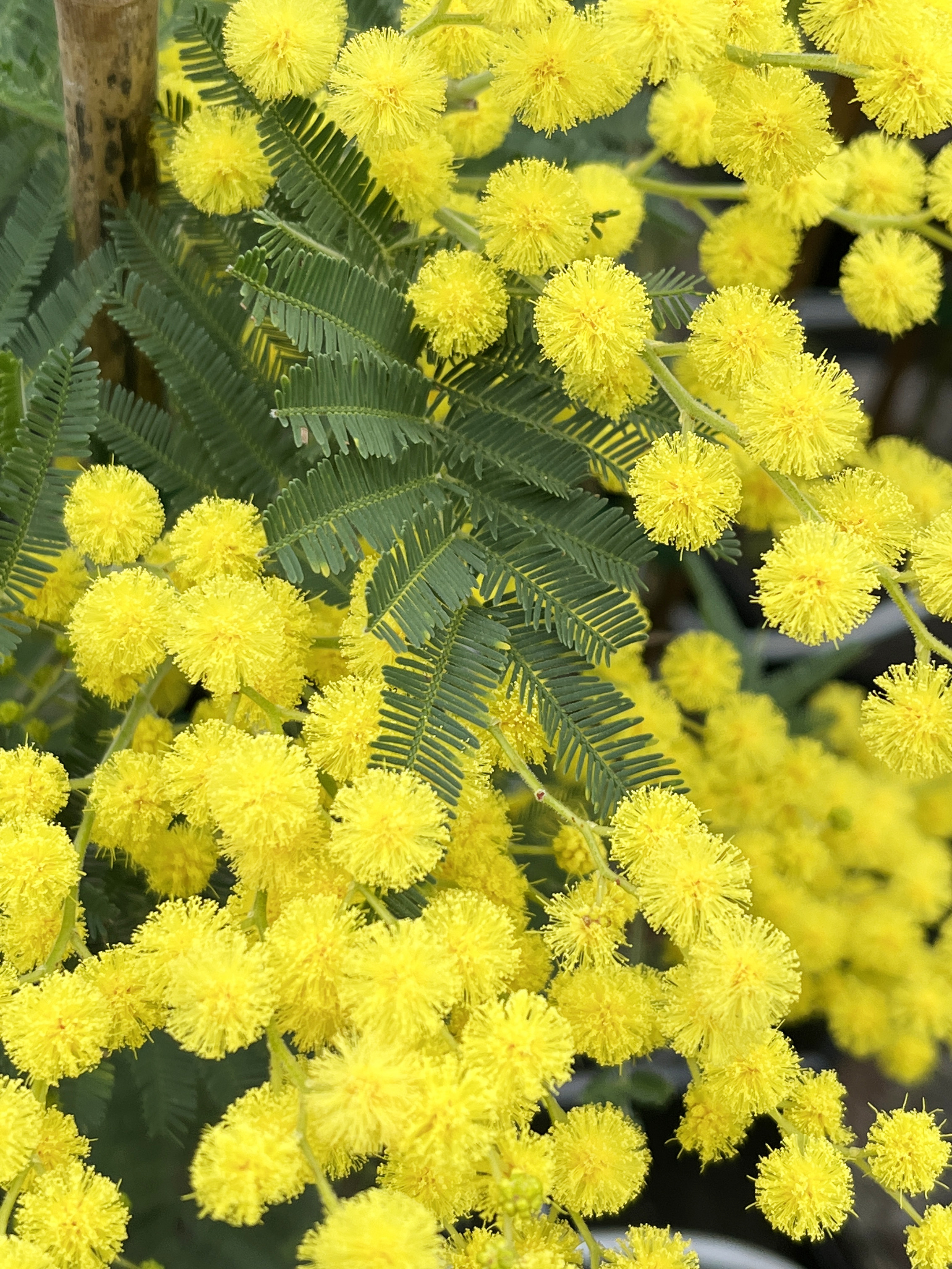 Acacia baileyana 'Maréchal Joffre'