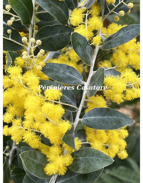 Acacia podalyriifolia syn. moutteana