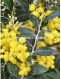 Acacia podalyriifolia syn. moutteana