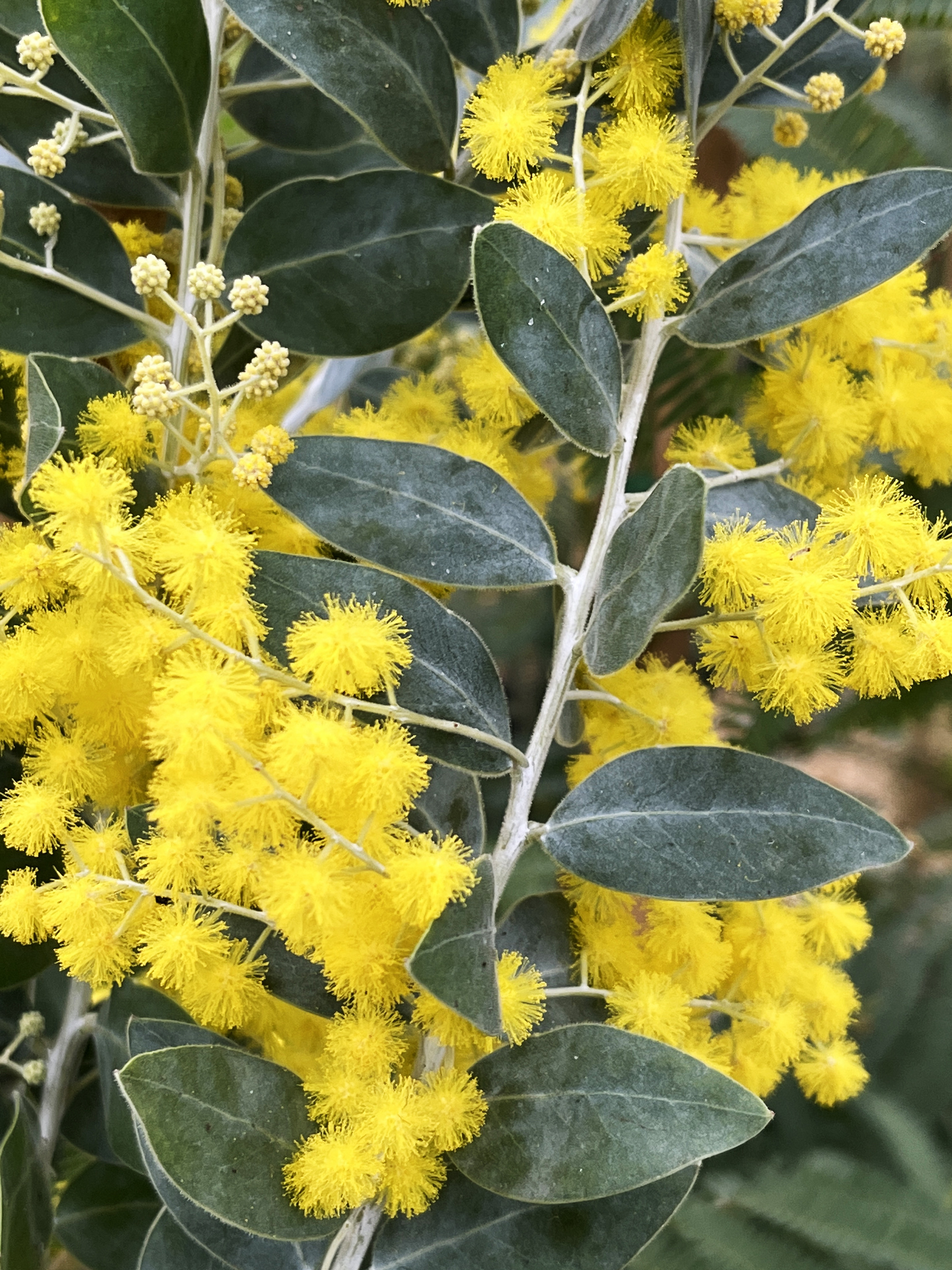 Acacia podalyriifolia syn. moutteana
