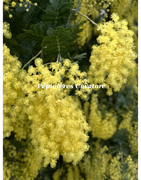 Acacia baileyana 'Maréchal Joffre'