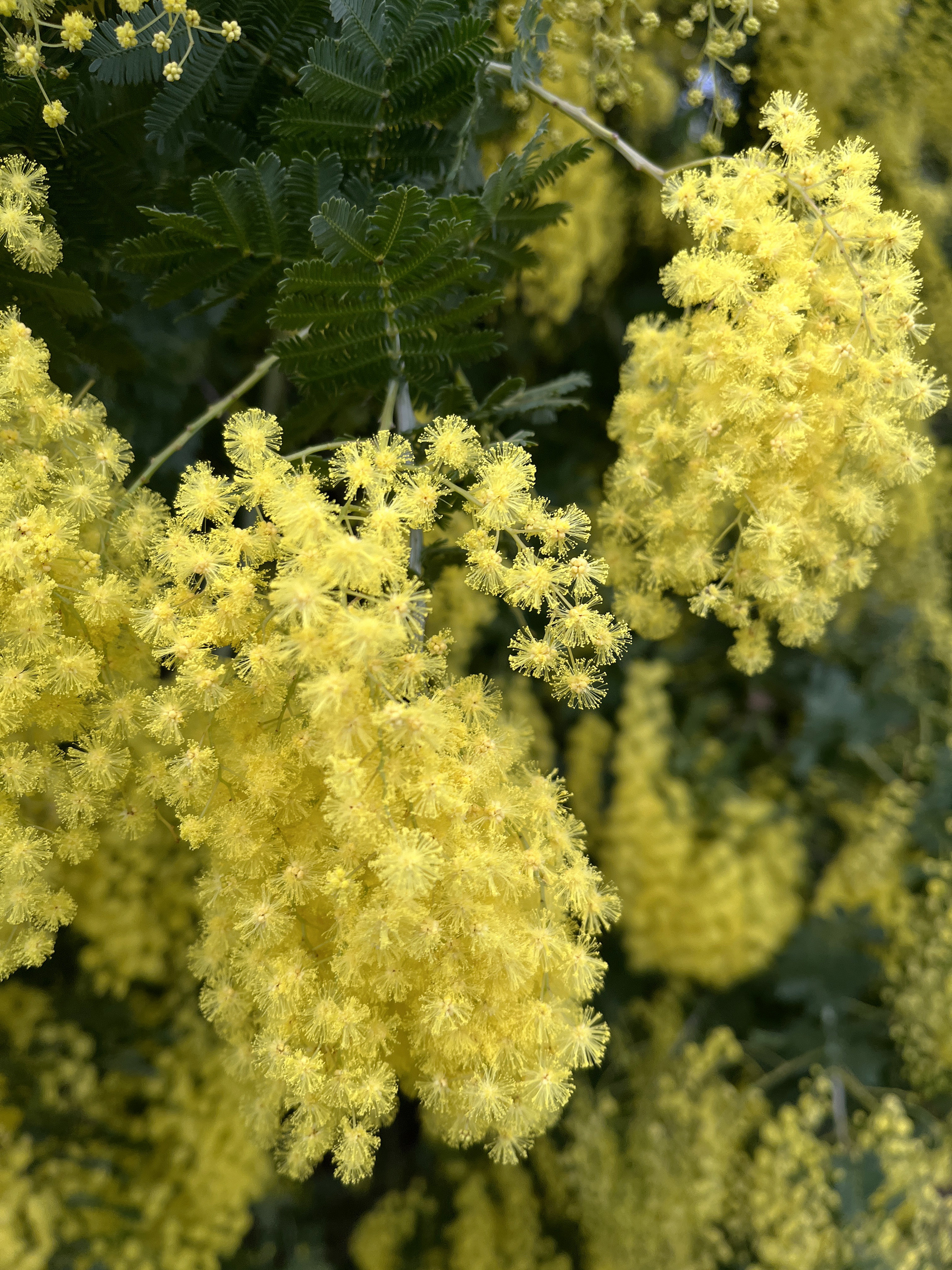 Acacia baileyana 'Maréchal Joffre'