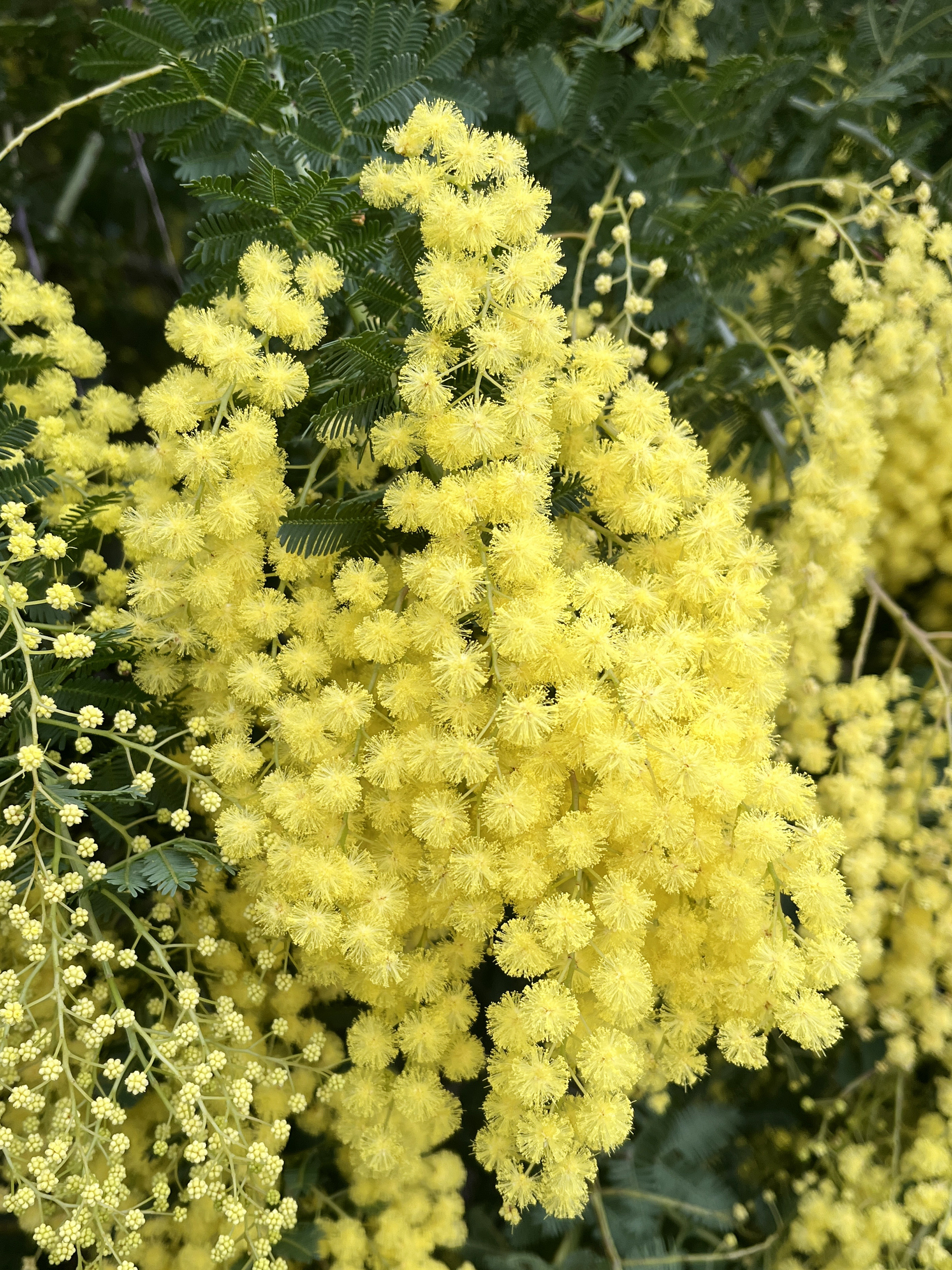 Acacia baileyana 'Maréchal Joffre'