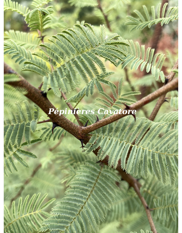 Acacia hereroensis