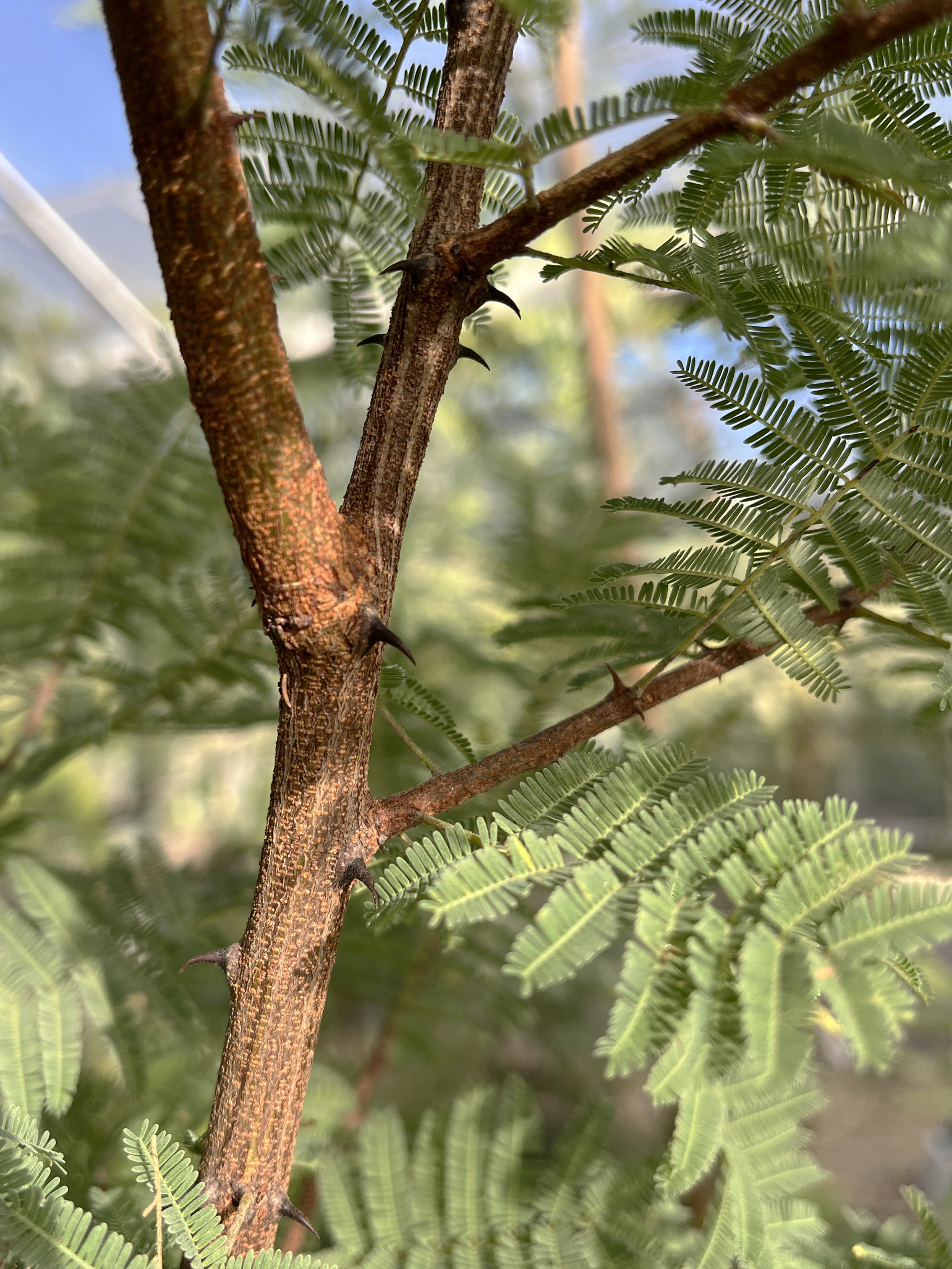 Acacia hereroensis