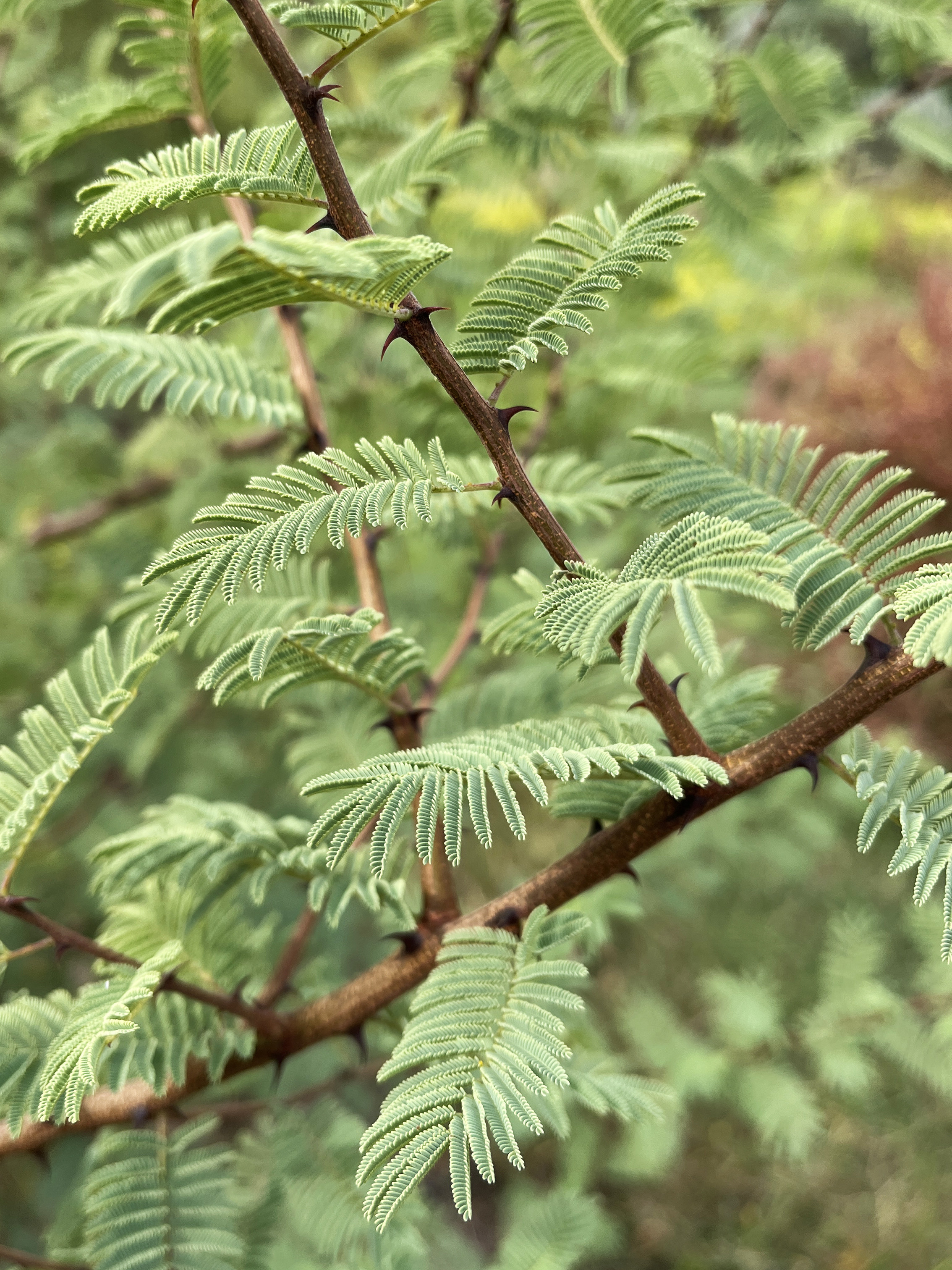 Acacia hereroensis